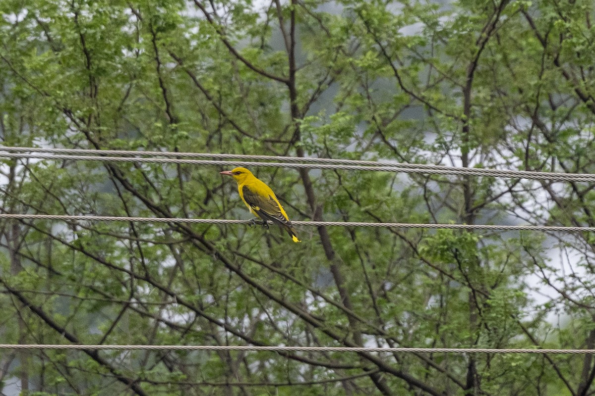 Indian Golden Oriole - ML435620371