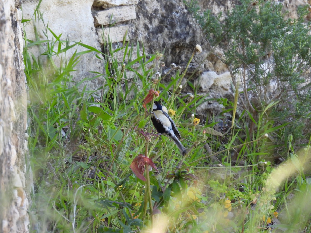 Mésange charbonnière - ML435620621