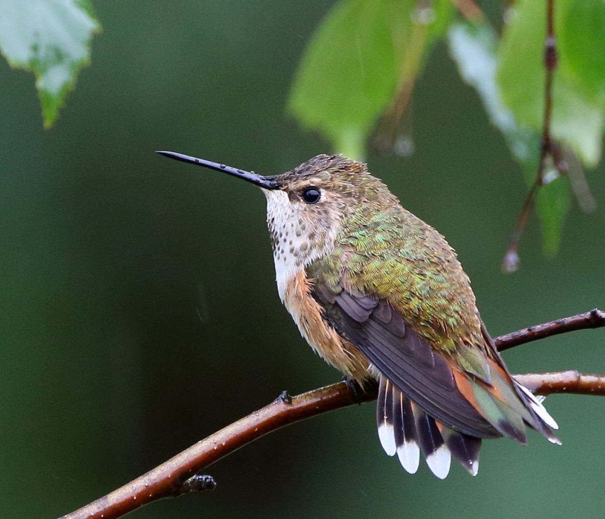 Calliope Hummingbird - ML435621521