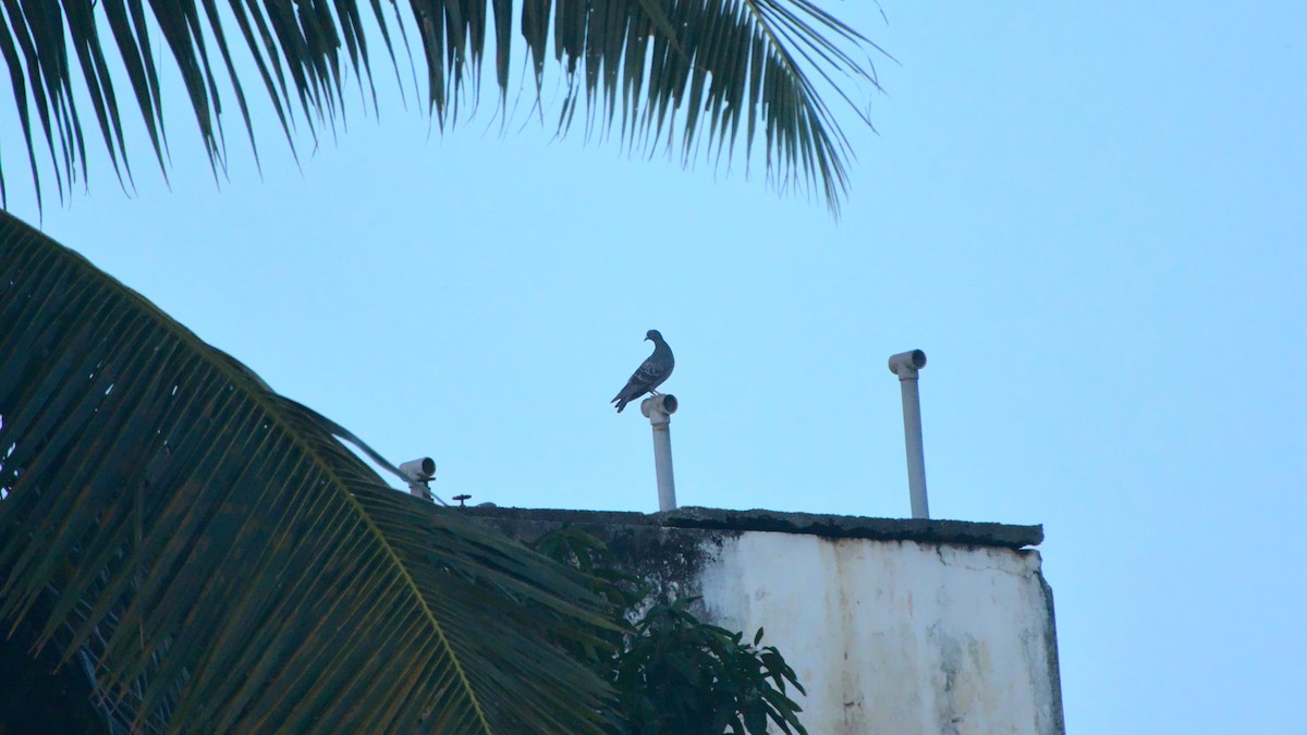 Rock Pigeon (Feral Pigeon) - ML435621721