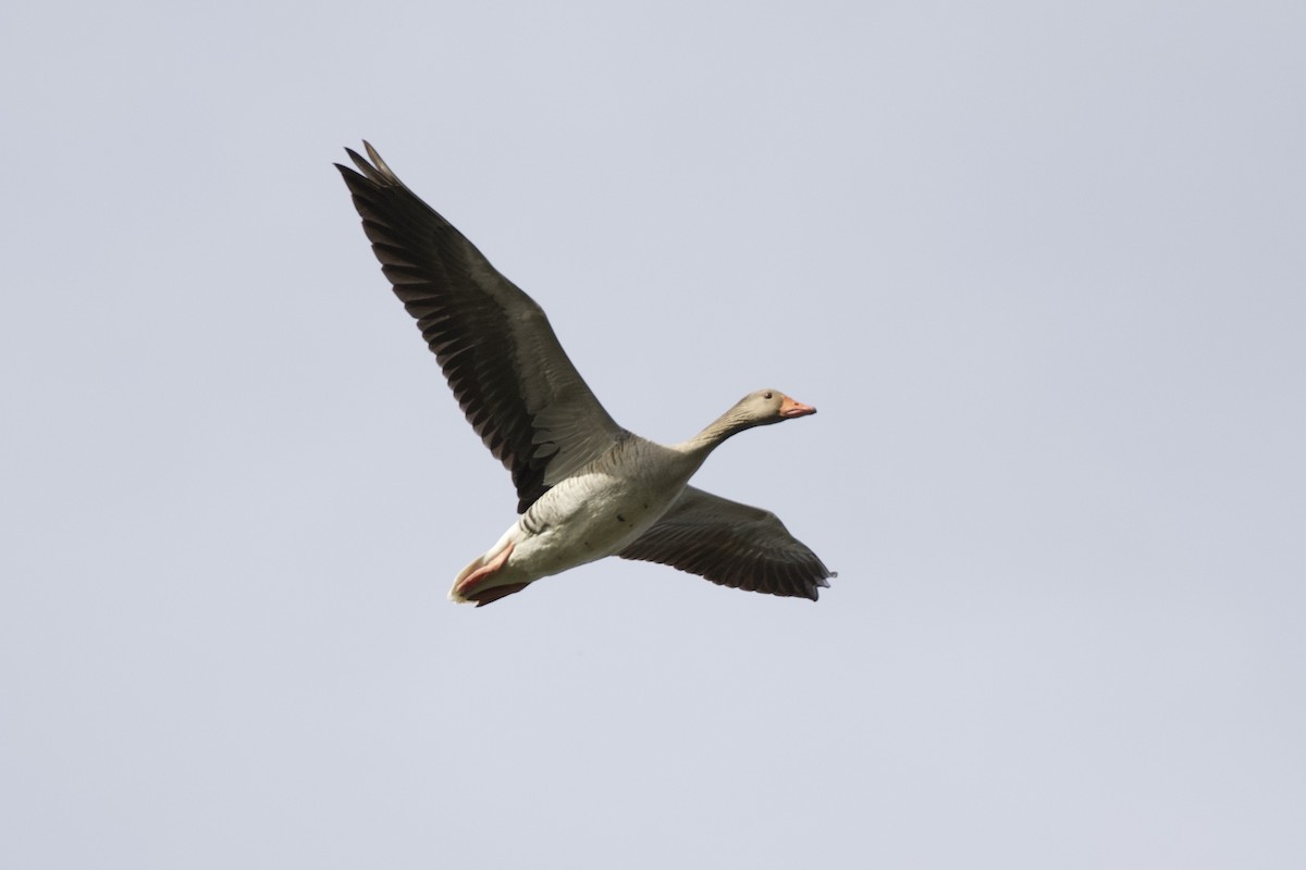 Graylag Goose - ML435621911