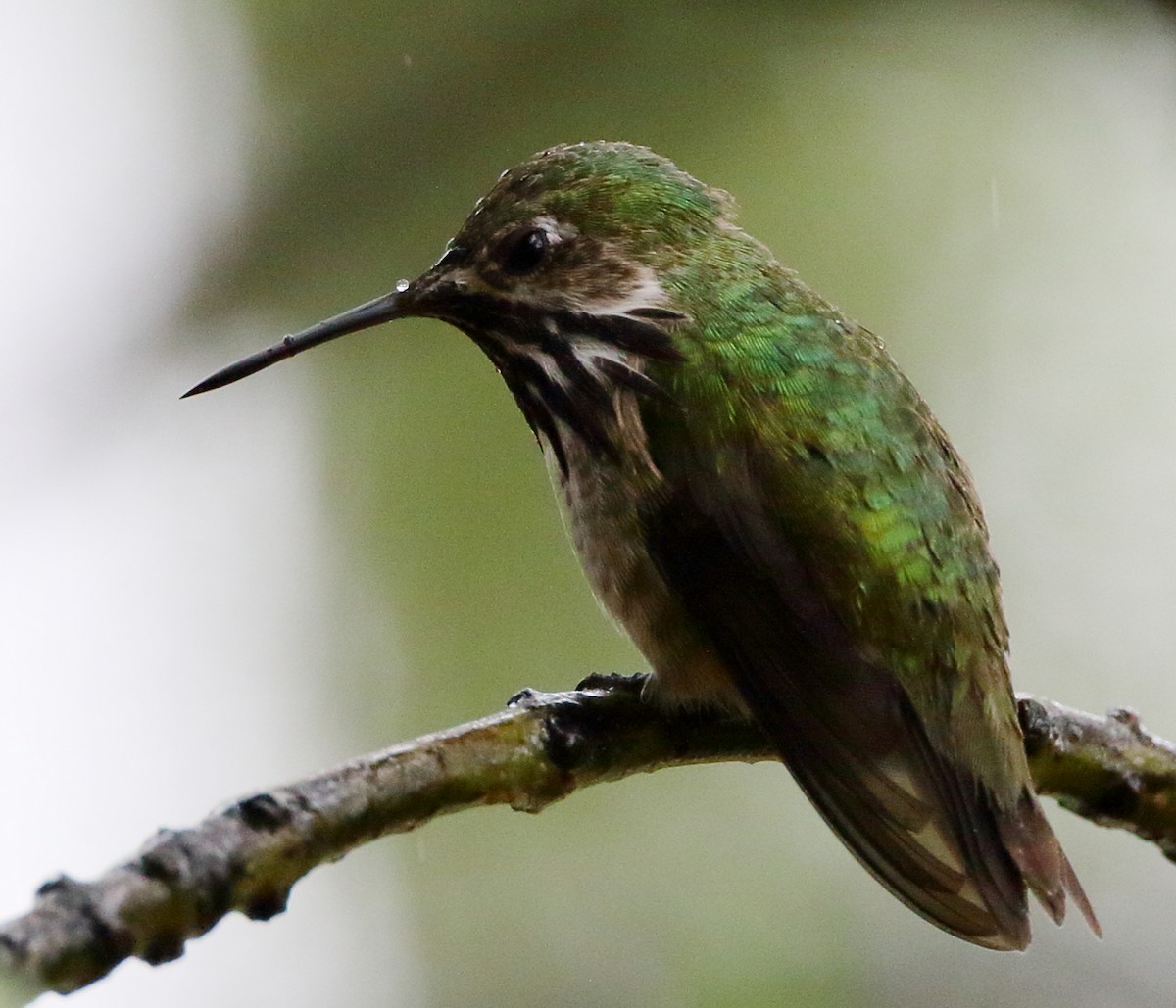 Calliope Hummingbird - ML435621981