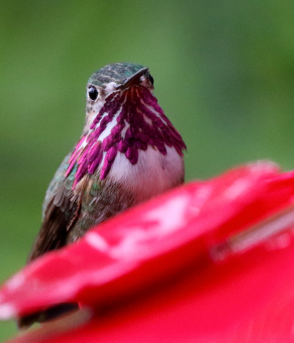 Calliope Hummingbird - ML435622231