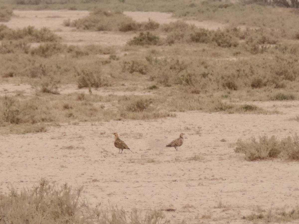 Pin-tailed Sandgrouse - ahmad mohammadi ravesh