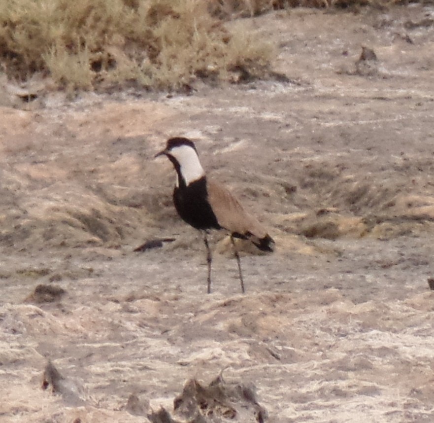 Spur-winged Lapwing - ahmad mohammadi ravesh