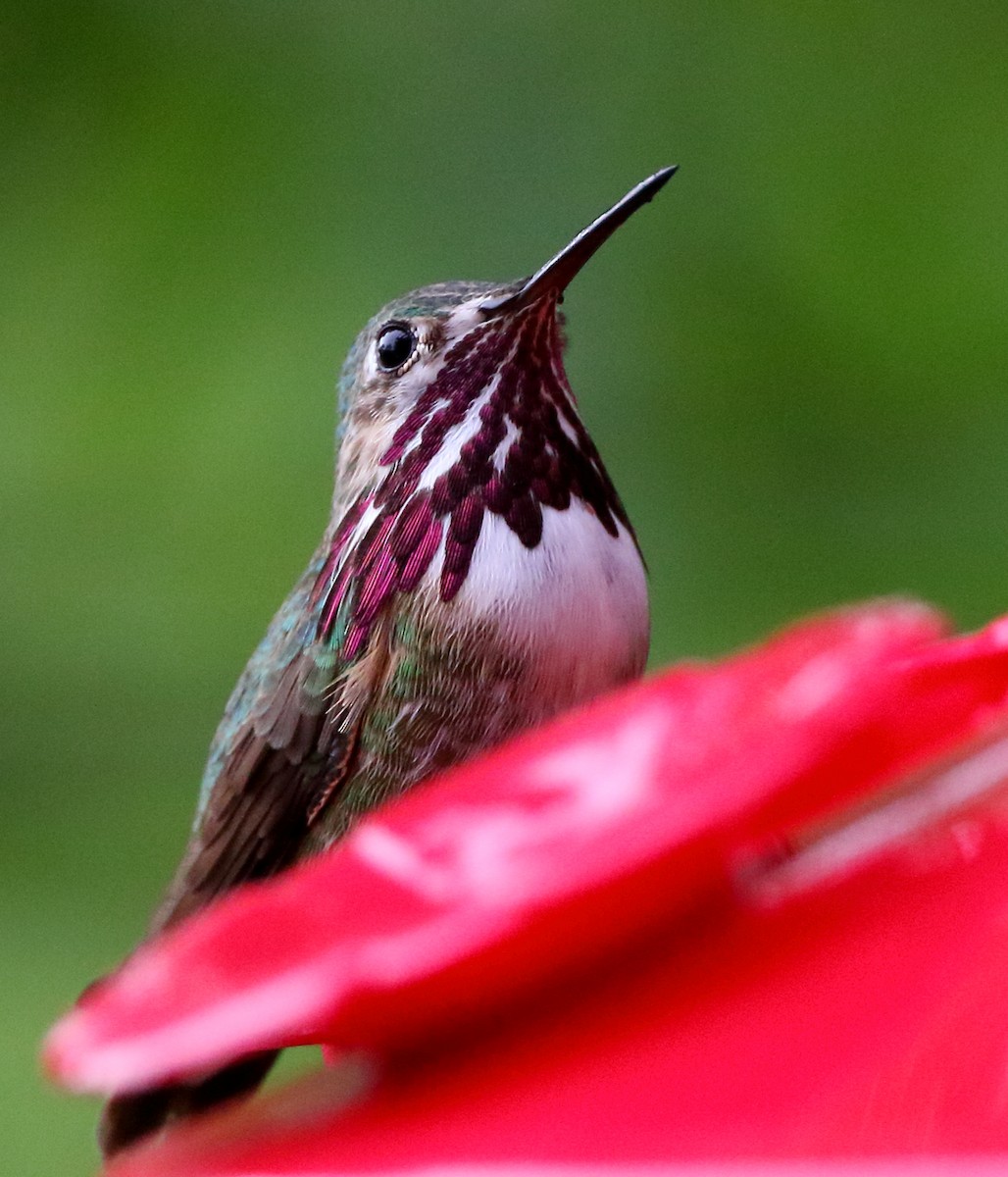 Calliope Hummingbird - ML435622441