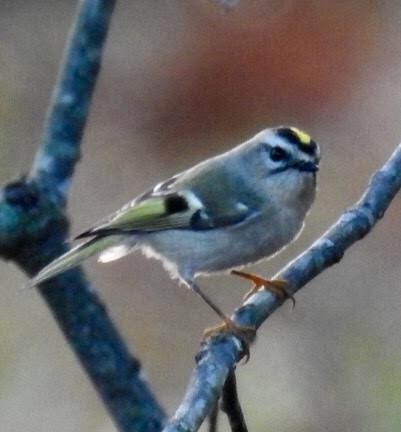 Golden-crowned Kinglet - ML43562251