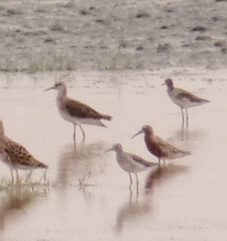 Curlew Sandpiper - ML435622631