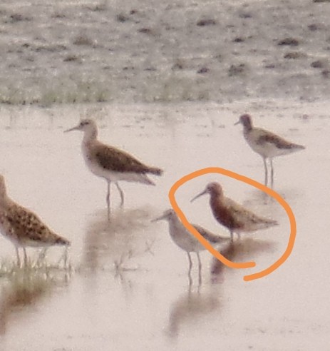 Curlew Sandpiper - ML435622641