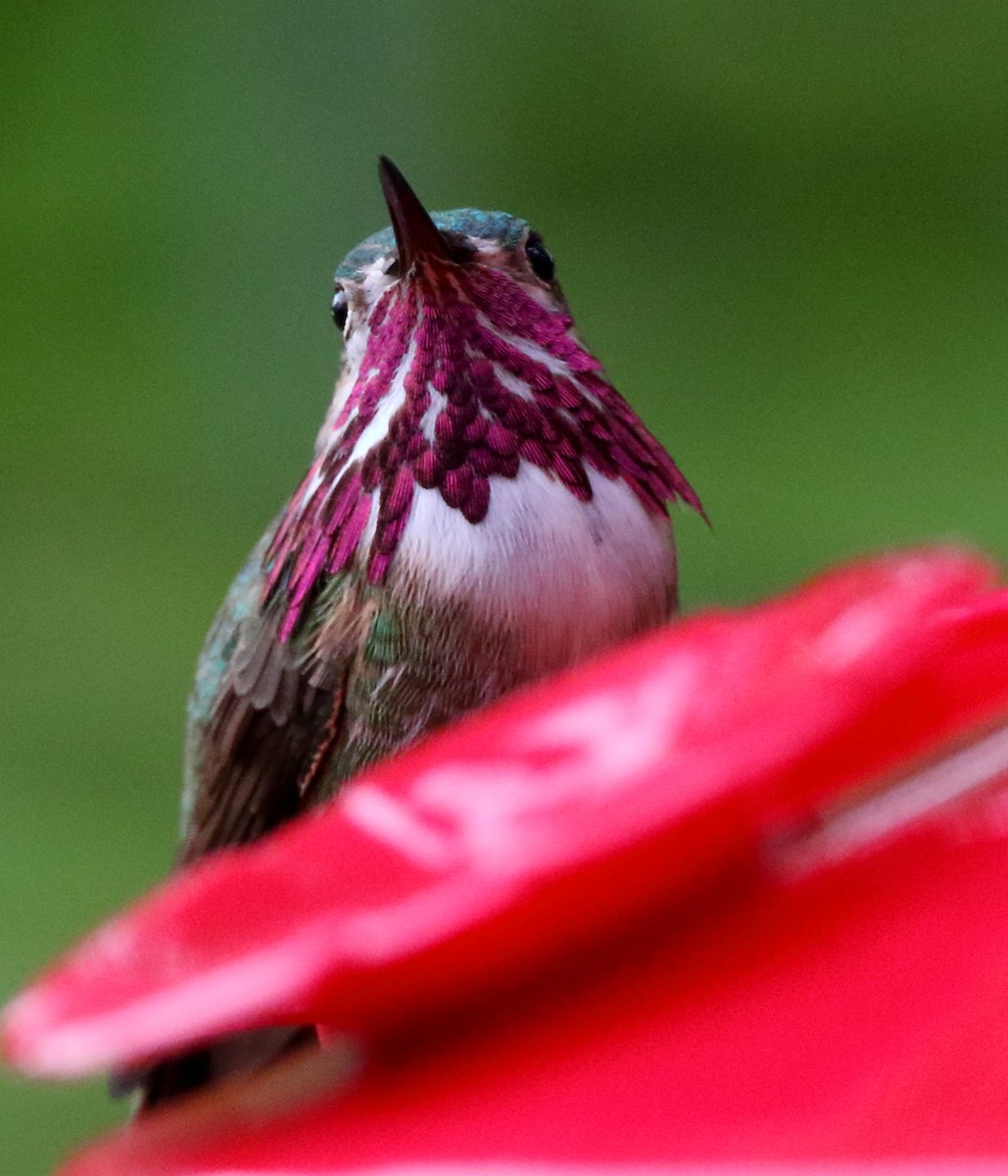 Calliope Hummingbird - ML435622791