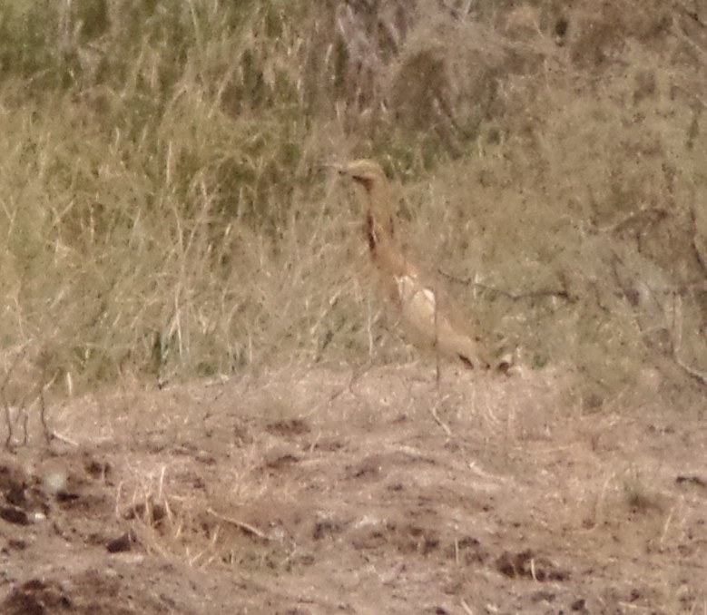 Squacco Heron - ML435622871