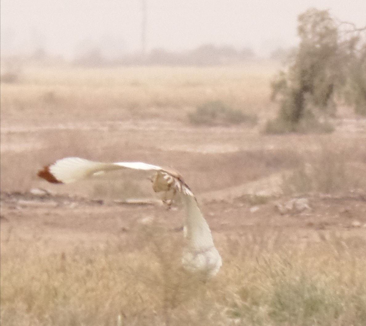 Squacco Heron - ML435622921