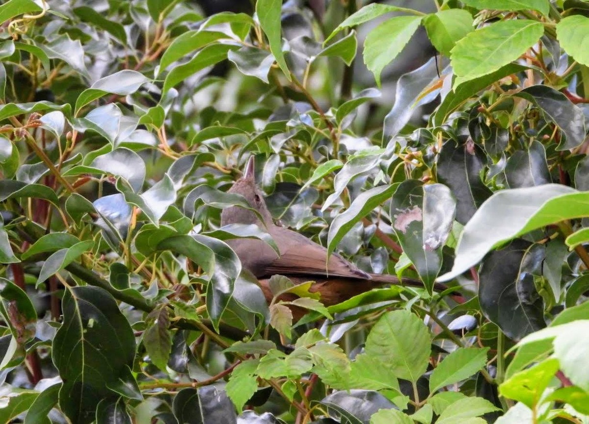 Rufous Shrikethrush - ML435623821