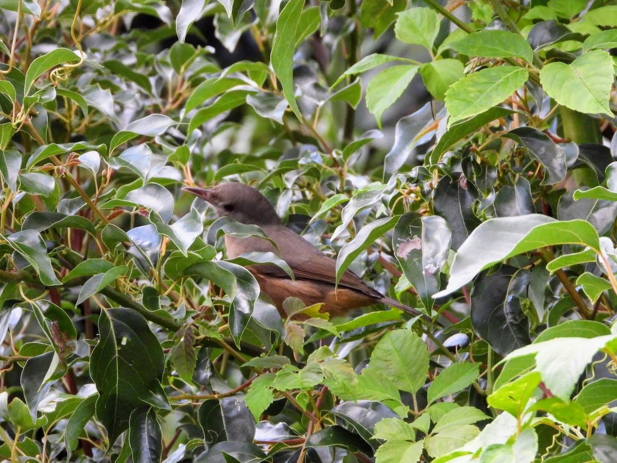 Rufous Shrikethrush - ML435623831