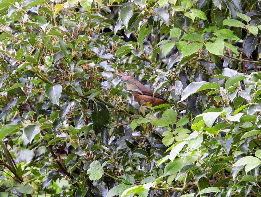 Rufous Shrikethrush - ML435623841