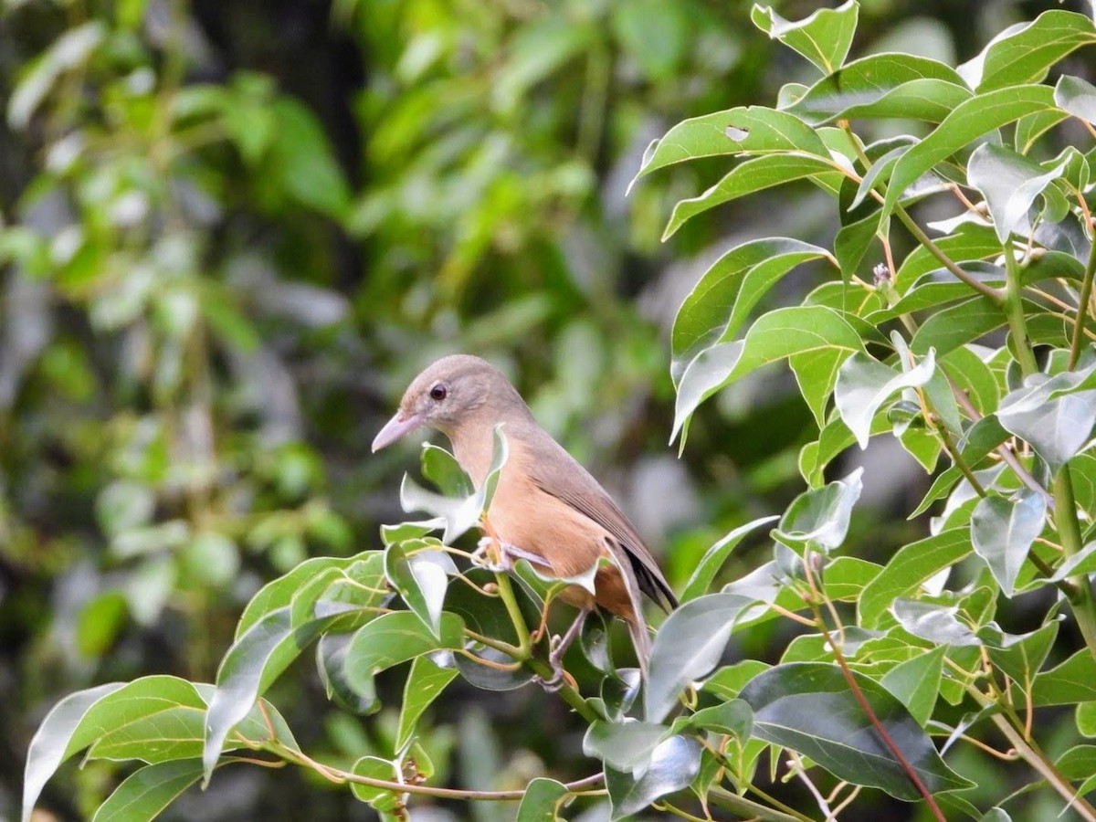 Rufous Shrikethrush - ML435623851