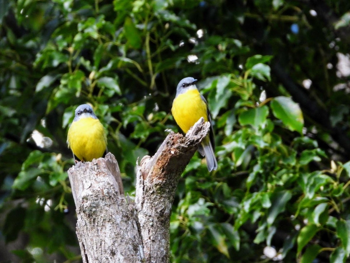 Eastern Yellow Robin - ML435624021