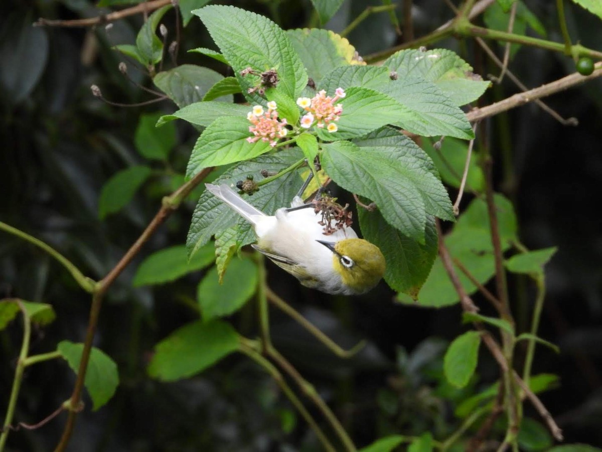 Silvereye - ML435624051