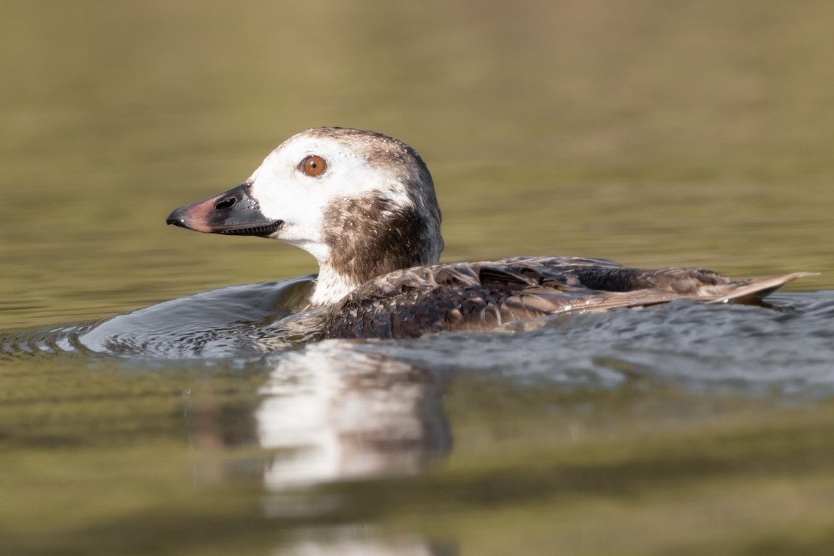 Long-tailed Duck - ML435625141