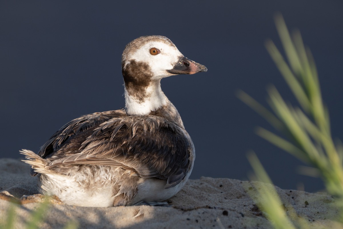 Long-tailed Duck - ML435625171