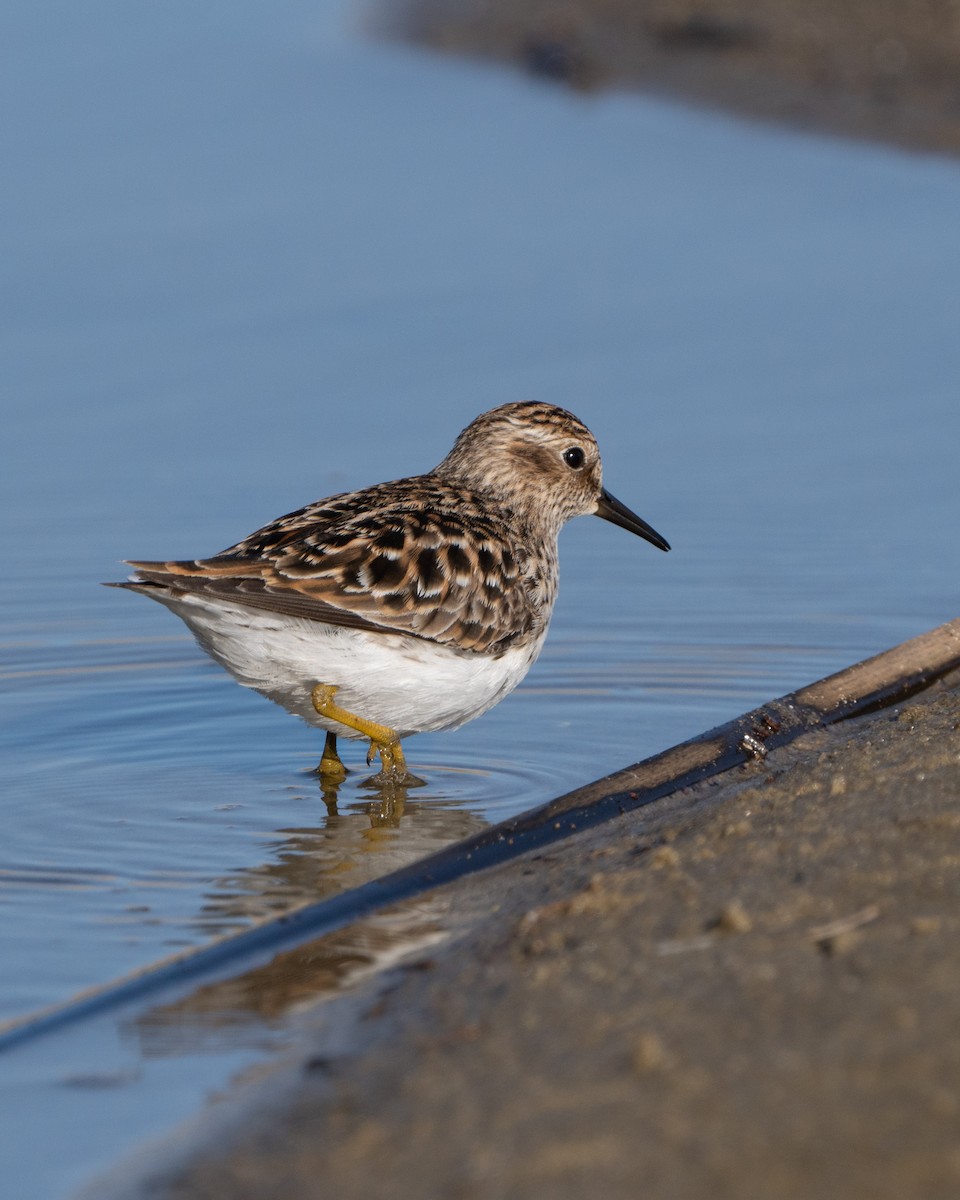 Least Sandpiper - ML435625191