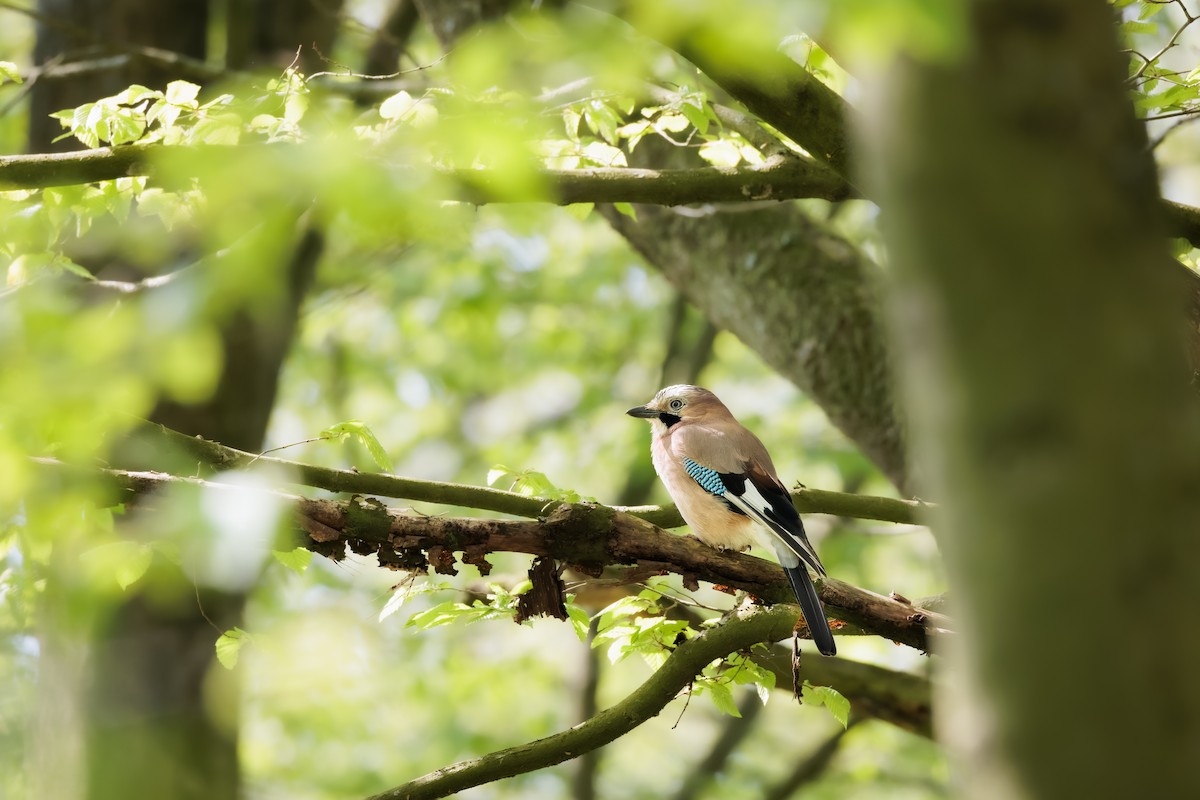 Eurasian Jay - ML435625251