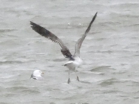 Lesser Black-backed Gull - ML435625391