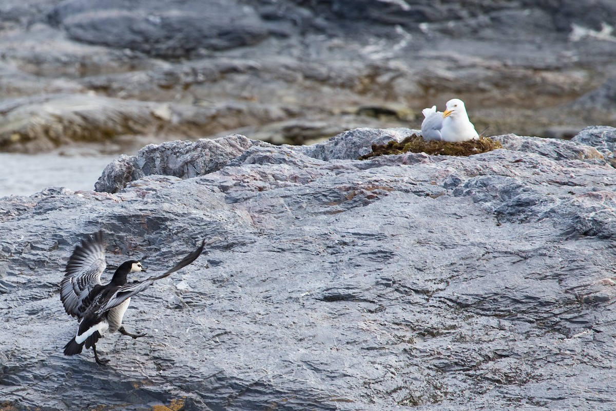 Barnacle Goose - ML43562581