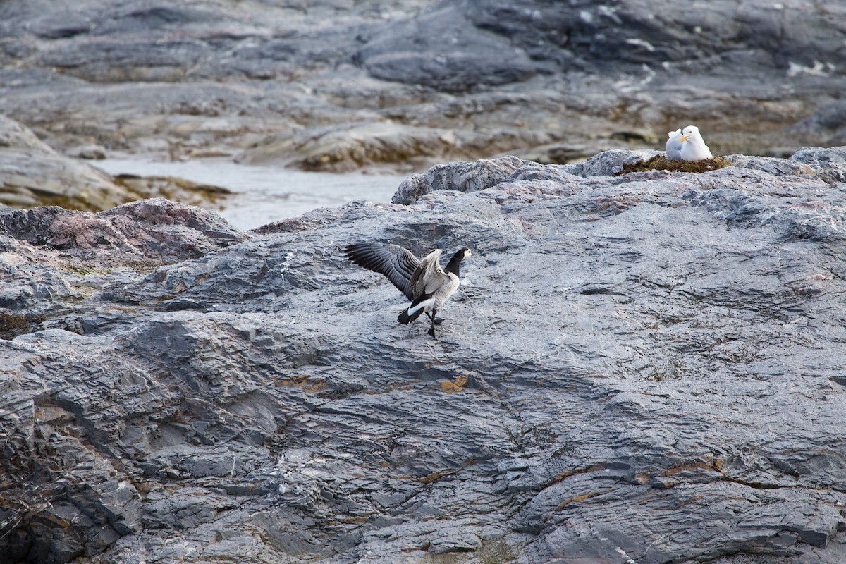 Barnacle Goose - ML43562601