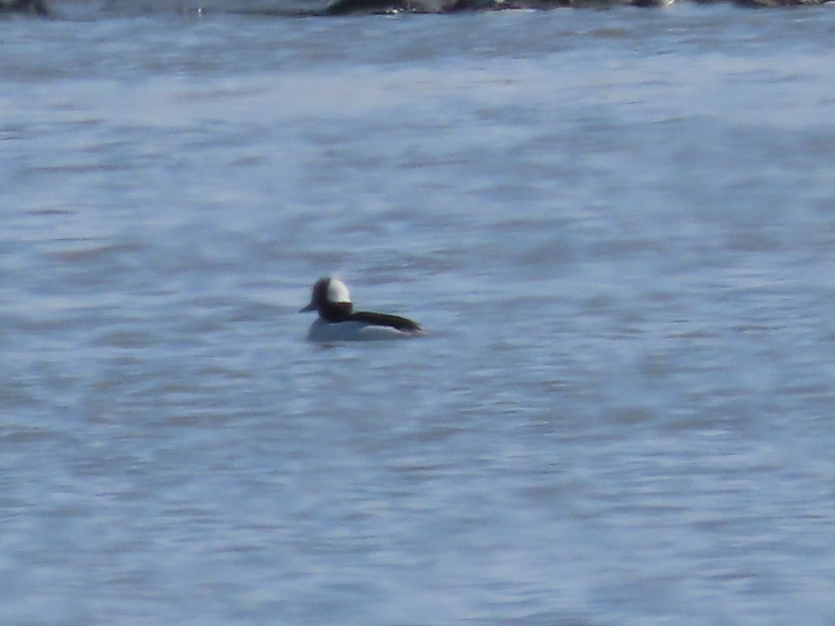 Bufflehead - ML435626061