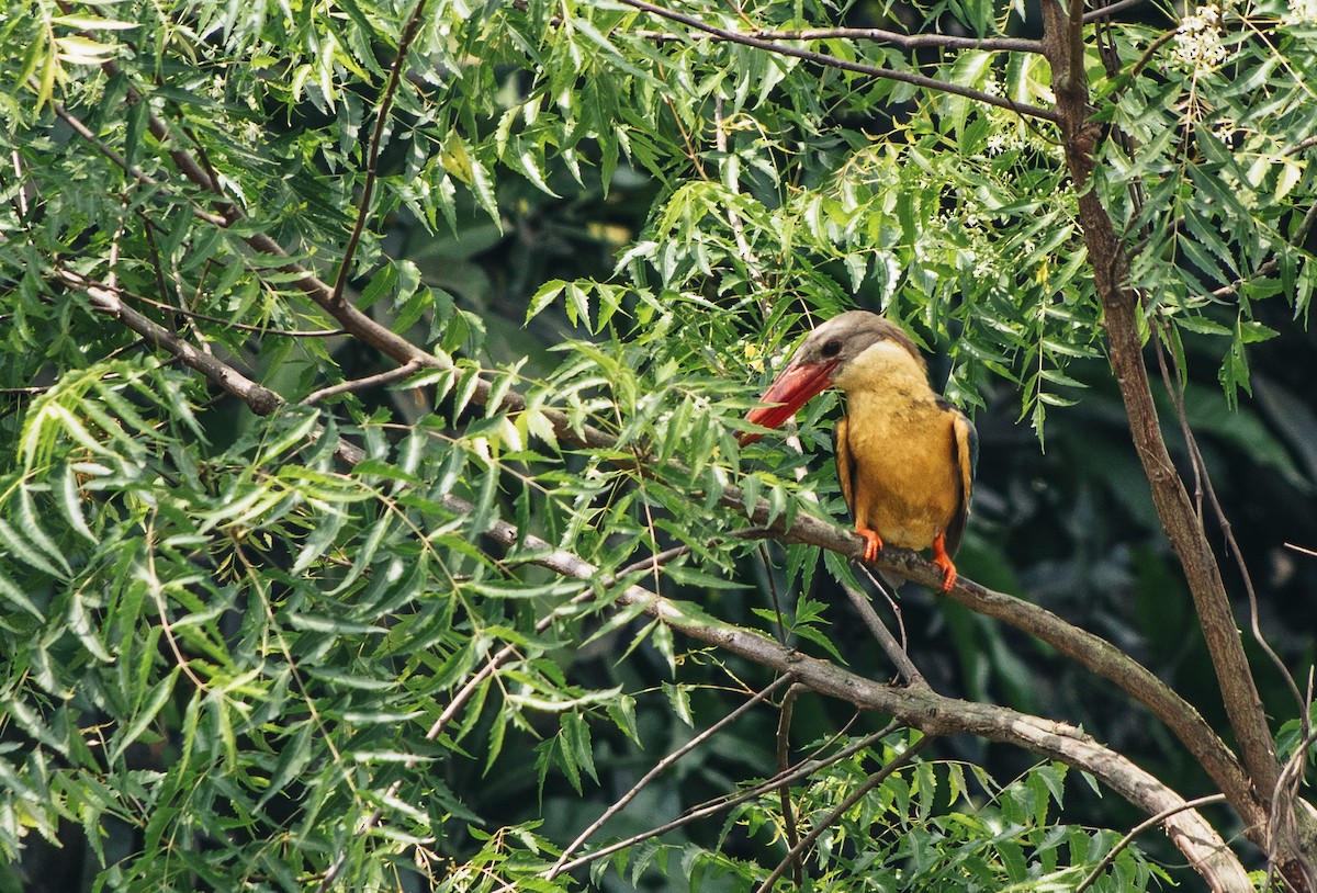 Stork-billed Kingfisher - ML435626871