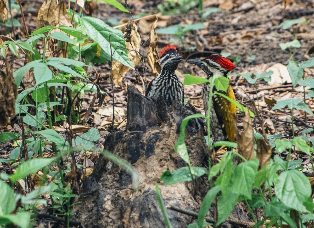 Black-rumped Flameback - ML435627031