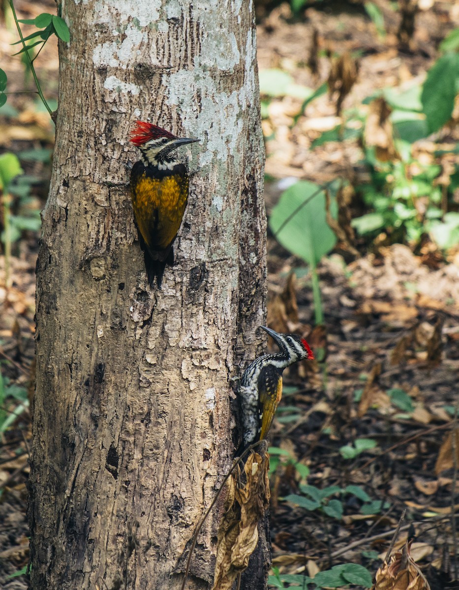 Black-rumped Flameback - ML435627071