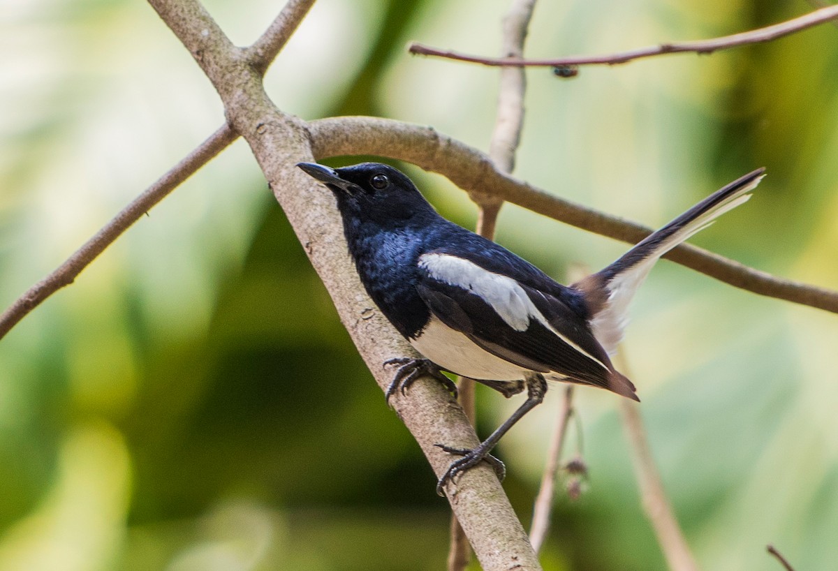 Oriental Magpie-Robin - ML435627191