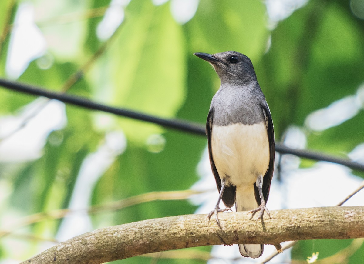 Oriental Magpie-Robin - ML435627211