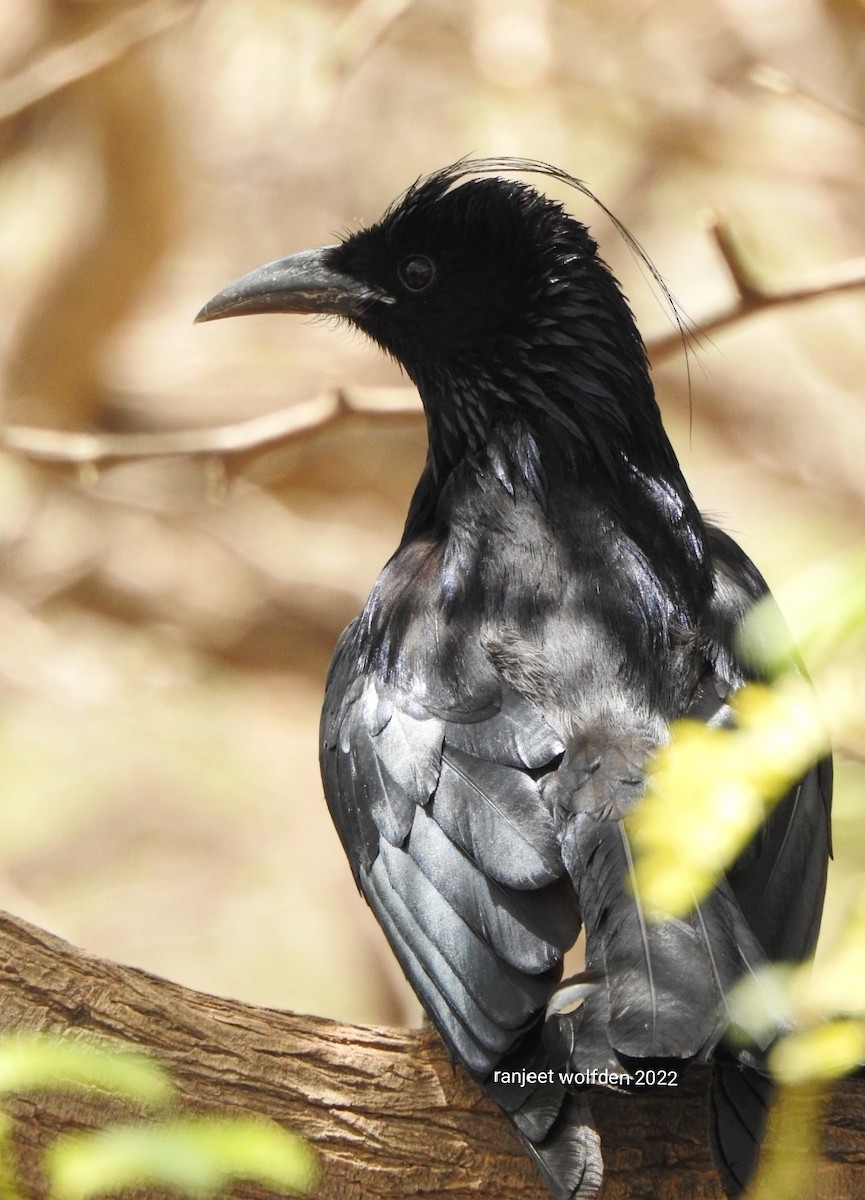 Hair-crested Drongo - Ranjeet Singh