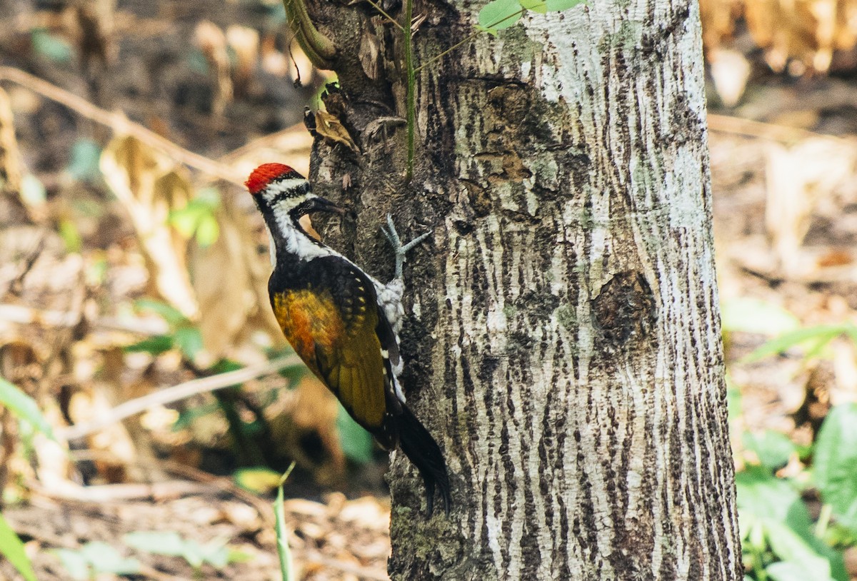 Black-rumped Flameback - ML435627331