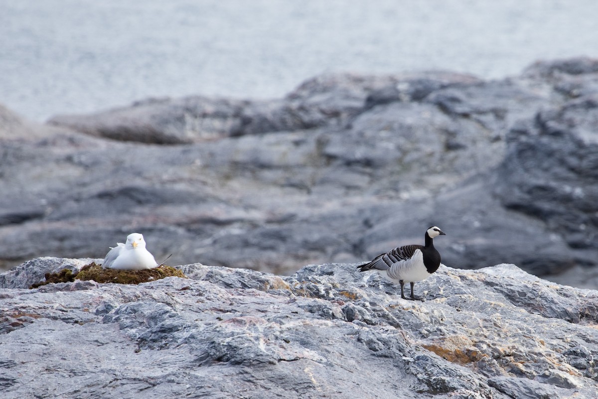 Barnacle Goose - ML43562771