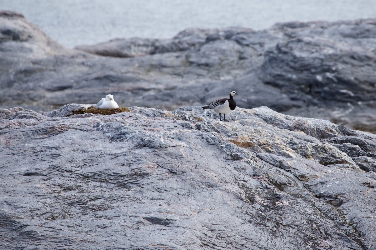 Barnacle Goose - ML43562791