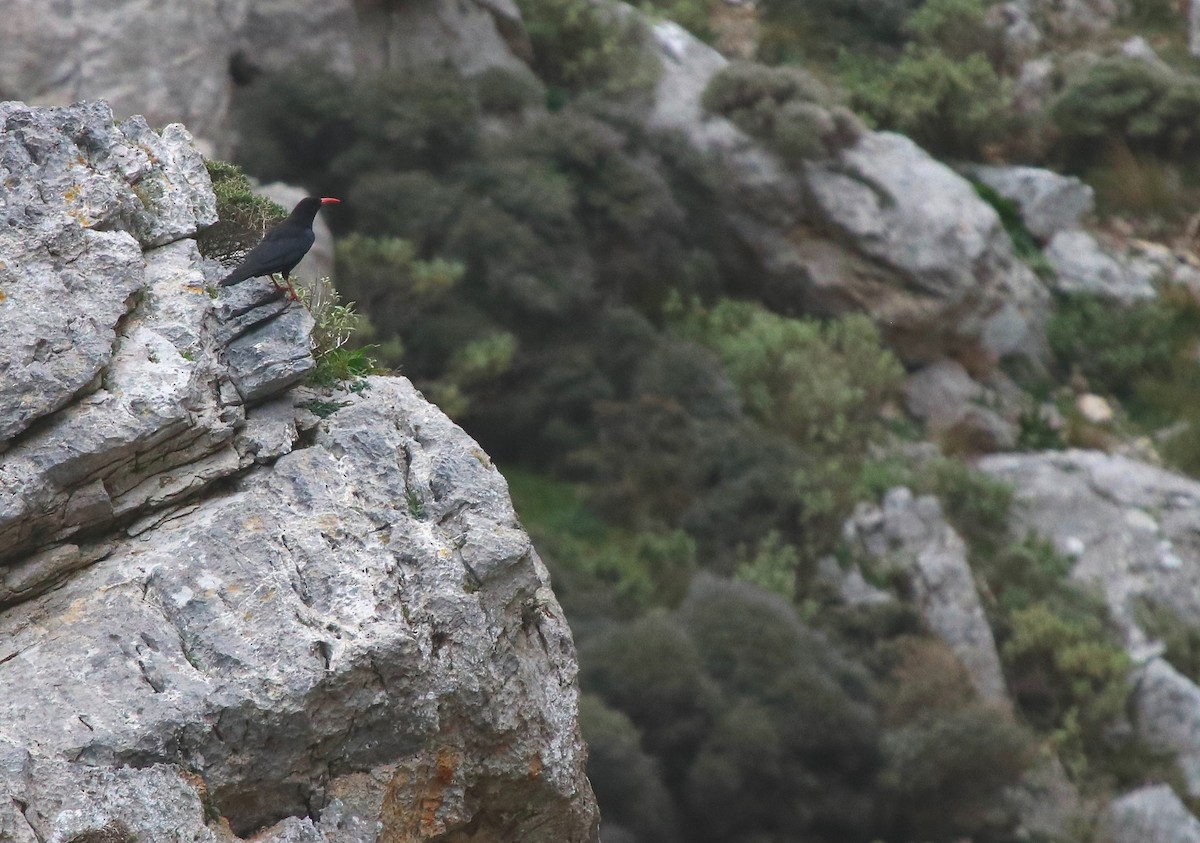 Red-billed Chough - ML435628511