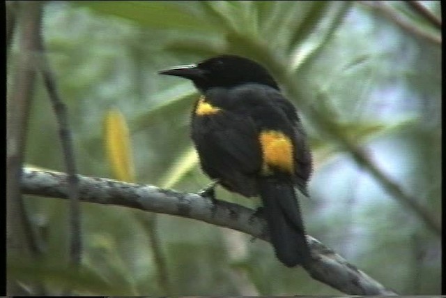 Puerto Rican Oriole - ML435629