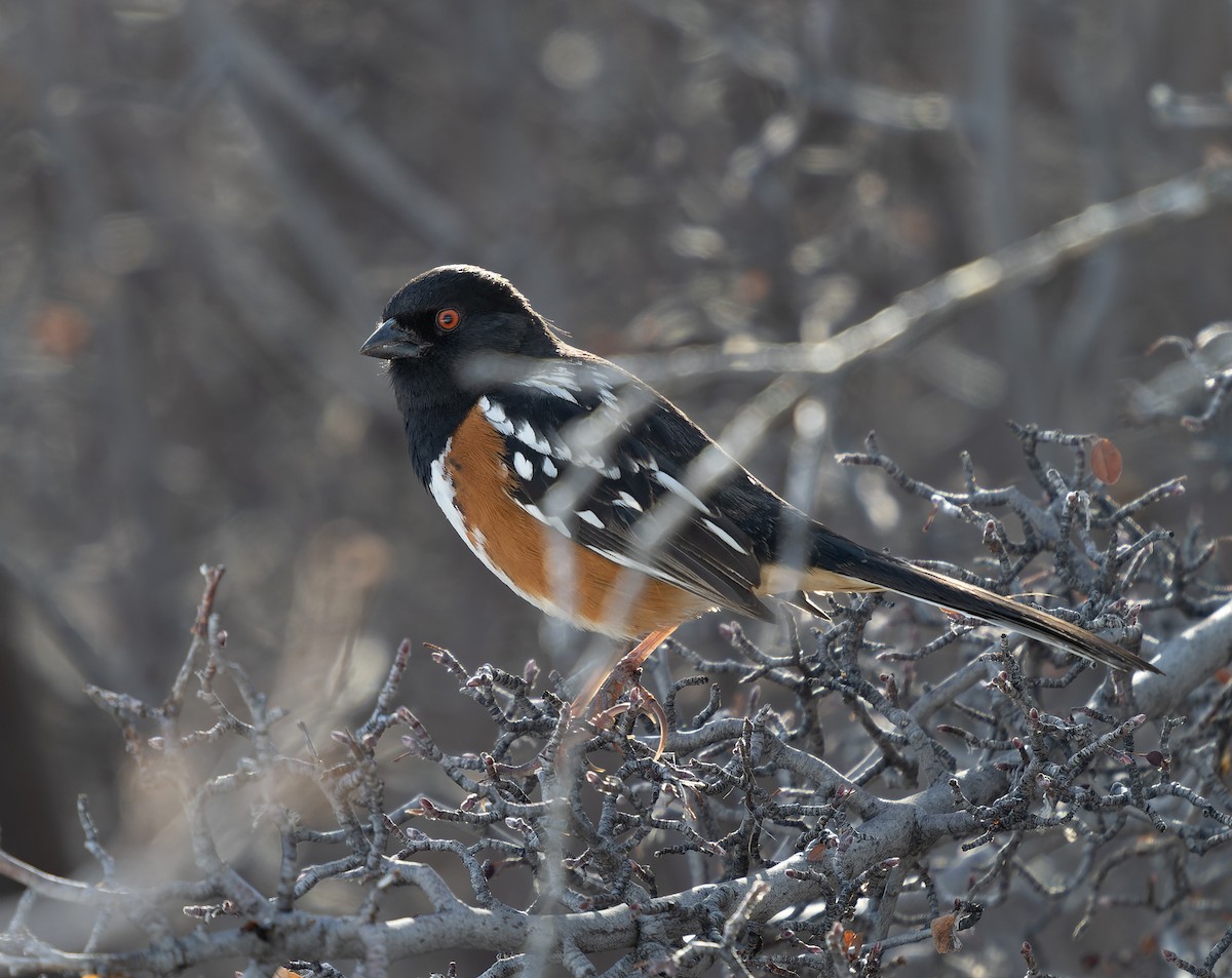 Spotted Towhee - ML435629251