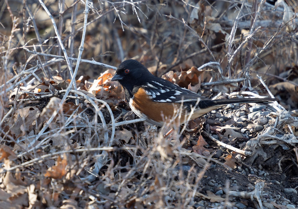 Spotted Towhee - Simon Colenutt