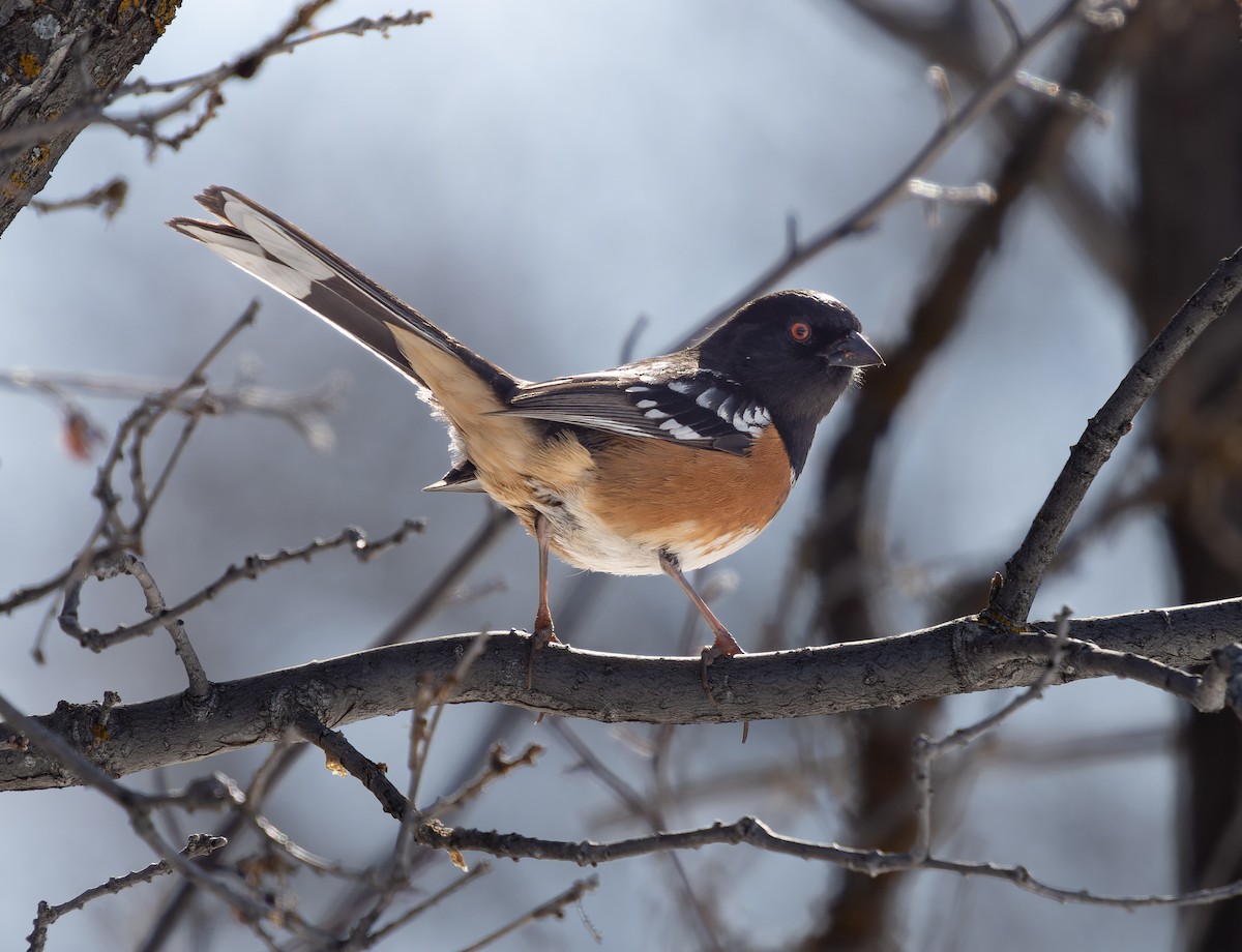 Spotted Towhee - ML435629271