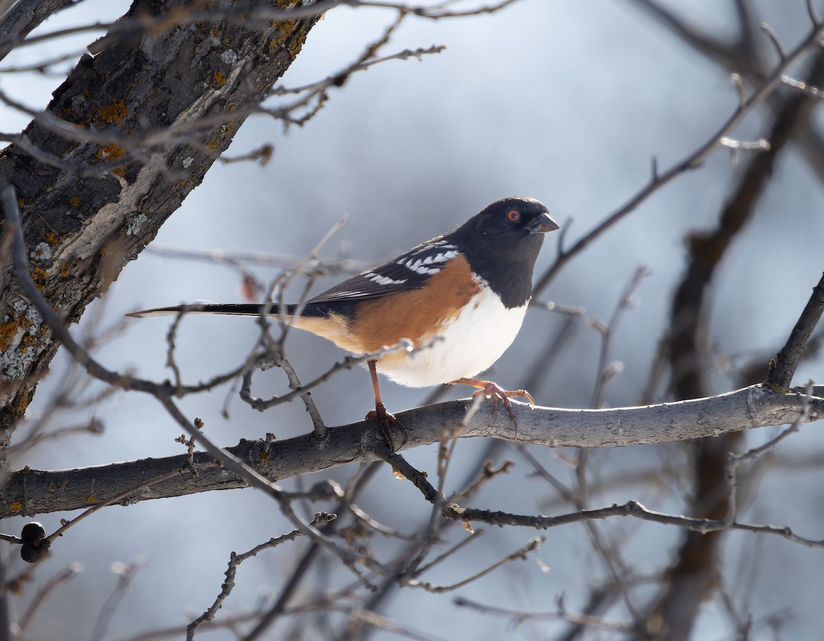 Spotted Towhee - ML435629281