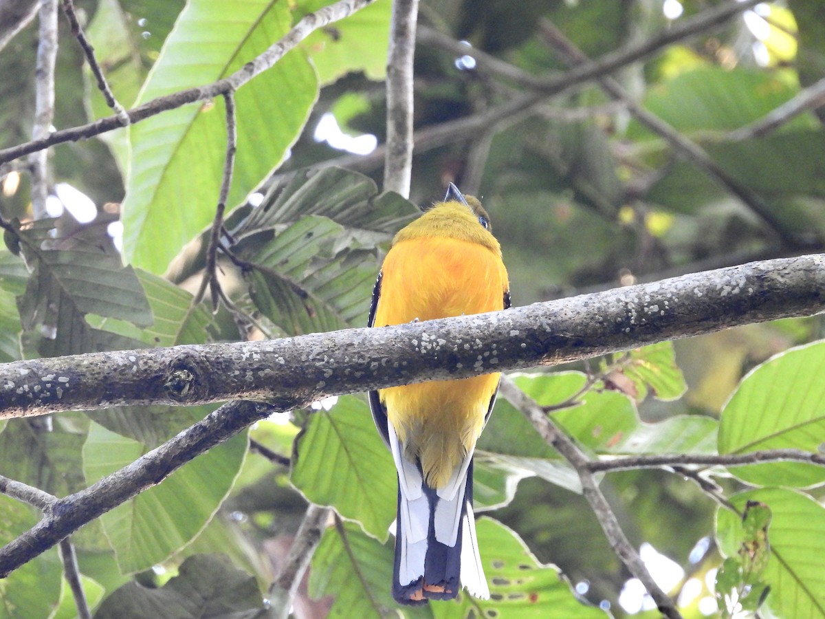 Orange-breasted Trogon - GARY DOUGLAS