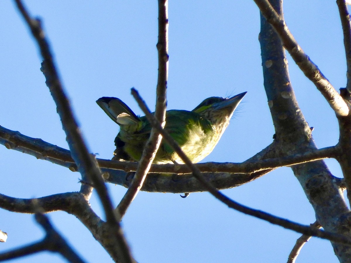 Green-eared Barbet - ML435631751