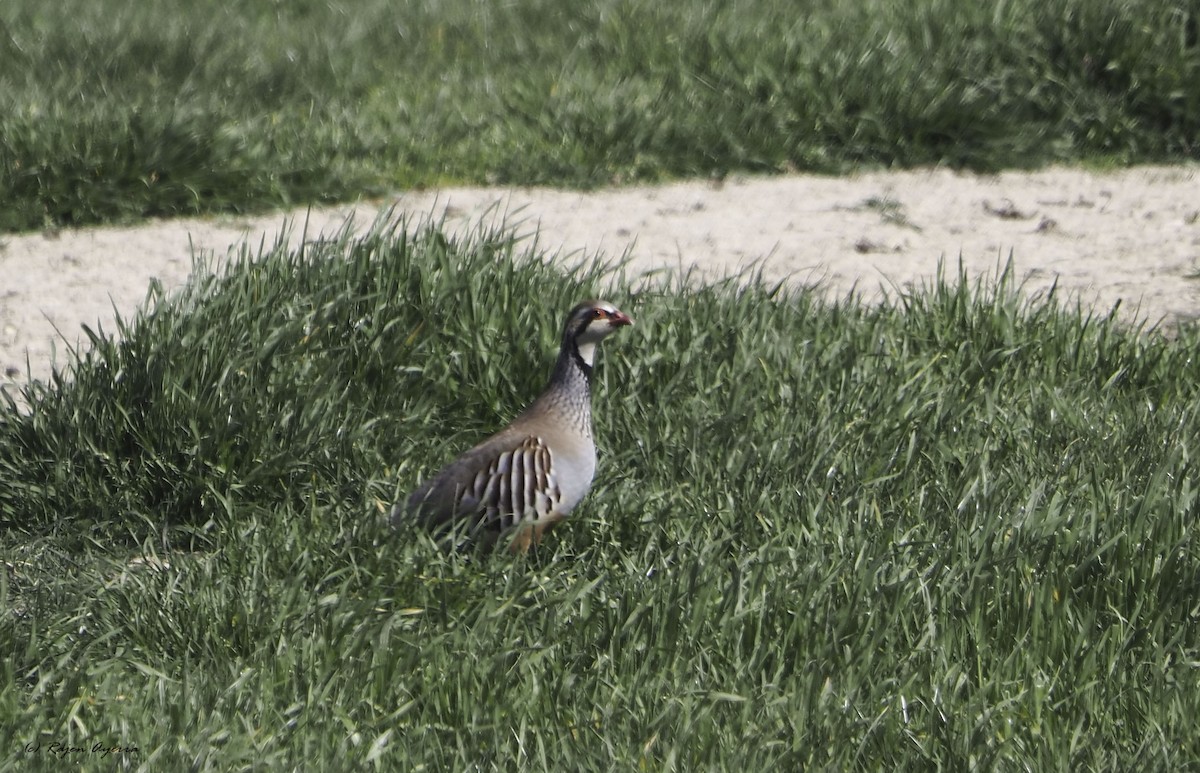 Red-legged Partridge - ML435632551