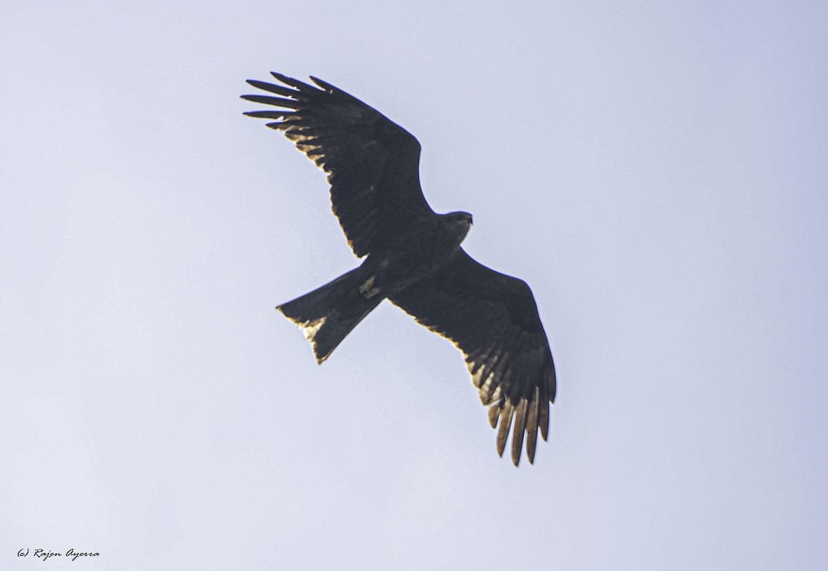 Black Kite - ML435632601