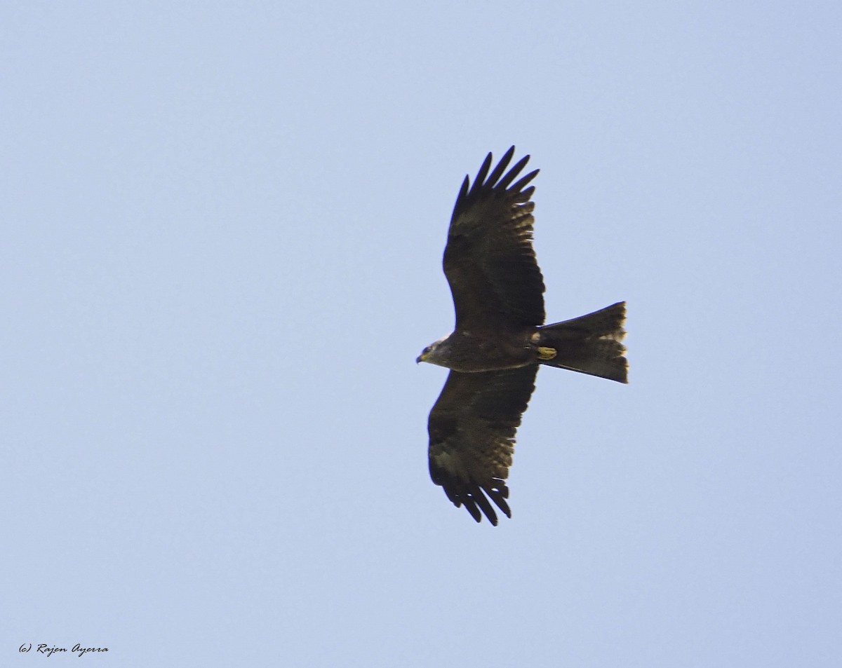 Black Kite - ML435632631